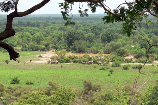 Mole National Park