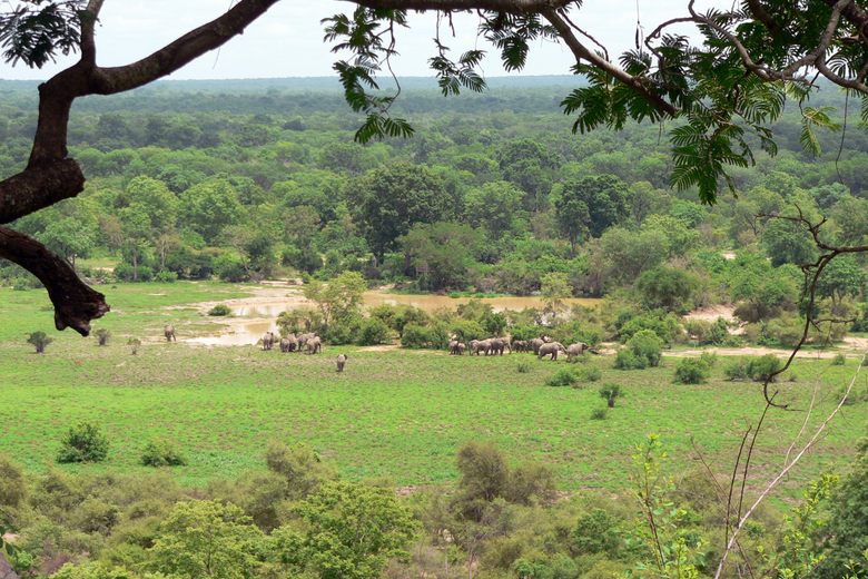 Mole National Park