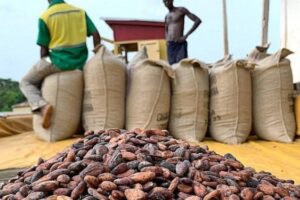 COCOBOD Raises Cocoa Producer Price to GH¢42,400 Per Tonne for 2026/27 Season