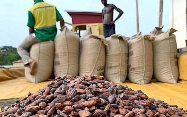COCOBOD Raises Cocoa Producer Price to GH¢42,400 Per Tonne for 2026/27 Season