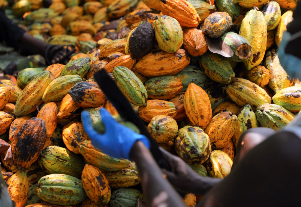 From Cocoa Farm to Global Market: How Ghana's Cocoa Business Works