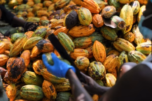 From Cocoa Farm to Global Market: How Ghana's Cocoa Business Works